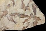 Fossil Fish (Gosiutichthys) Mortality Plate - Lake Gosiute #130042-1